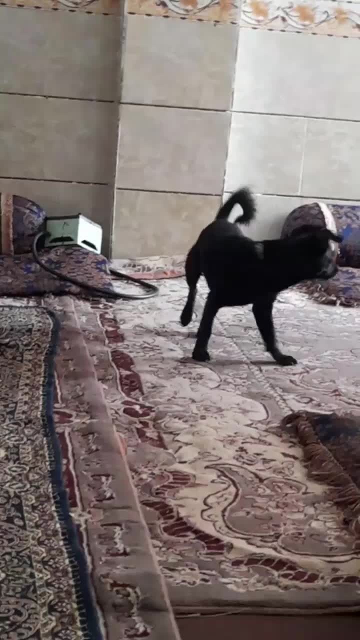 سگ گمشده سگ گمشده.. مژدگانی هم داده میشود|سگ|بم, |دیوار