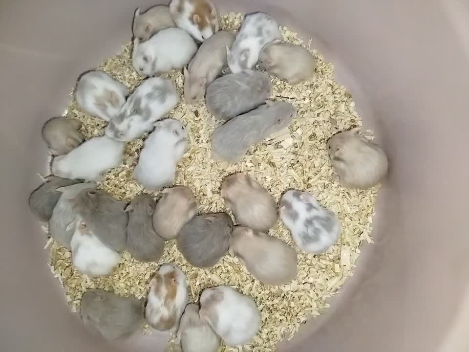 همستر|موش و خرگوش|بهبهان, |دیوار