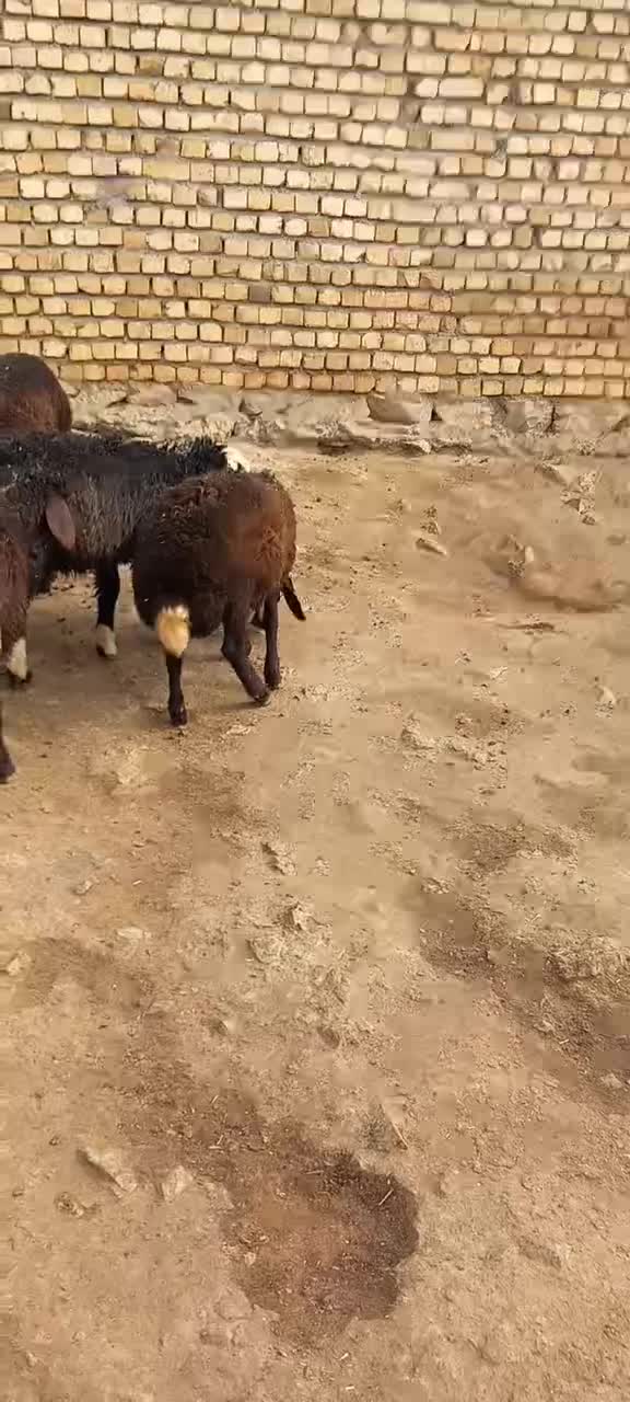 بره|حیوانات مزرعه|الیگودرز, |دیوار