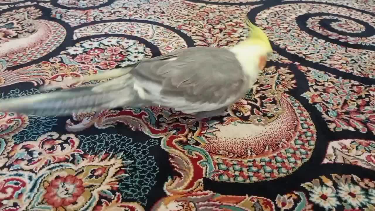 عروس هلندی رام 1500|پرنده|سیرجان, |دیوار