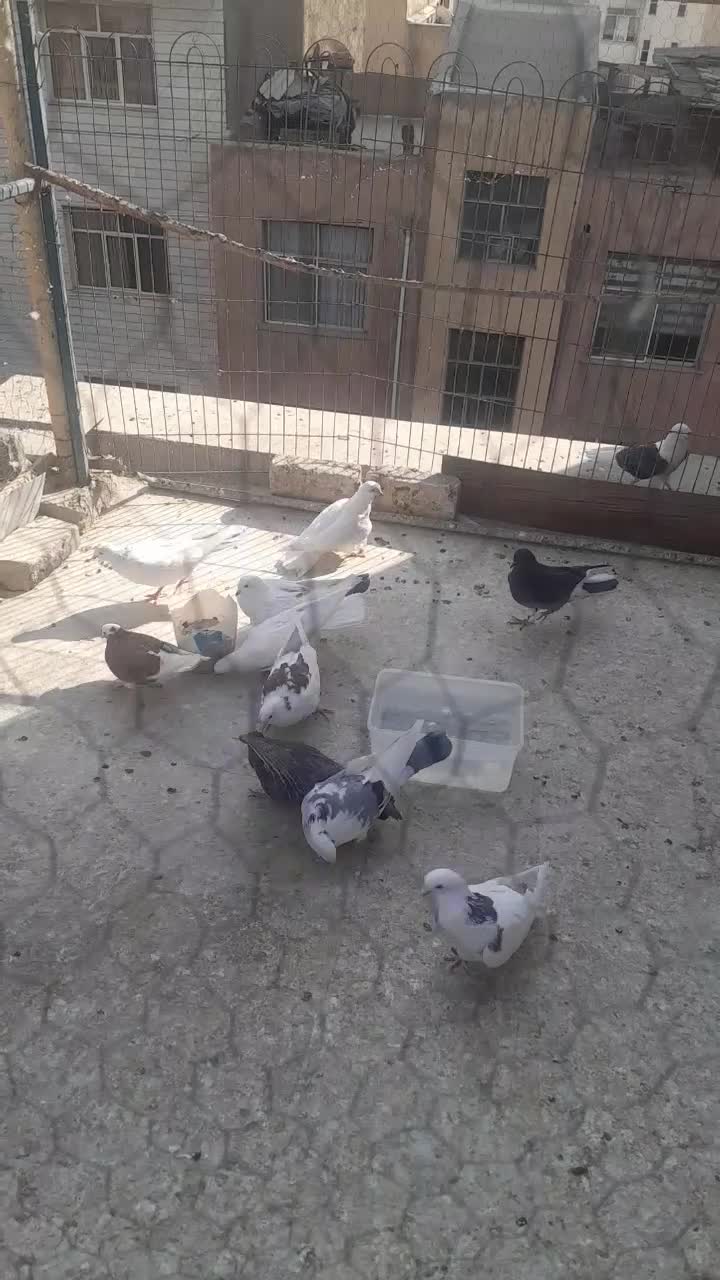 ۱۵تاجوجه|پرنده|تهران, زرکش|دیوار