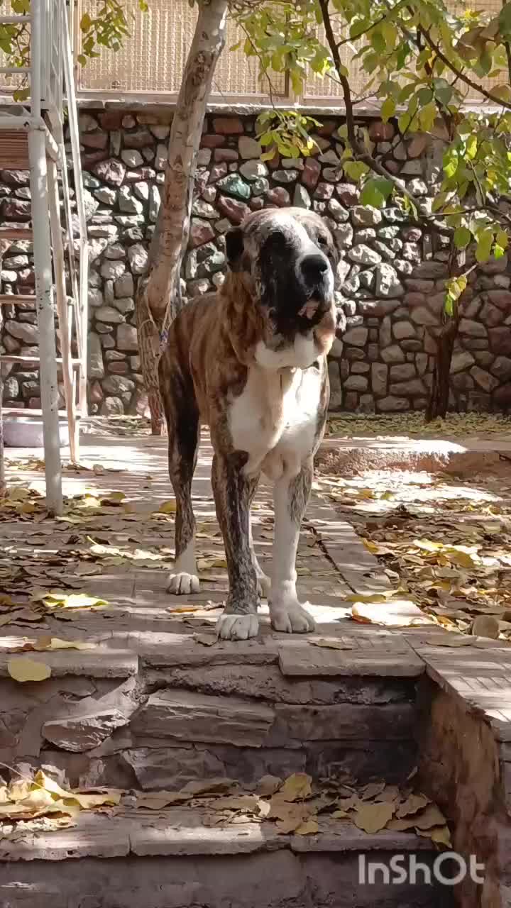 سگ الابای روسی نر قد مثبت 90ژرمن سراب قدرجونی|سگ|تهران, تهرانپارس شرقی|دیوار