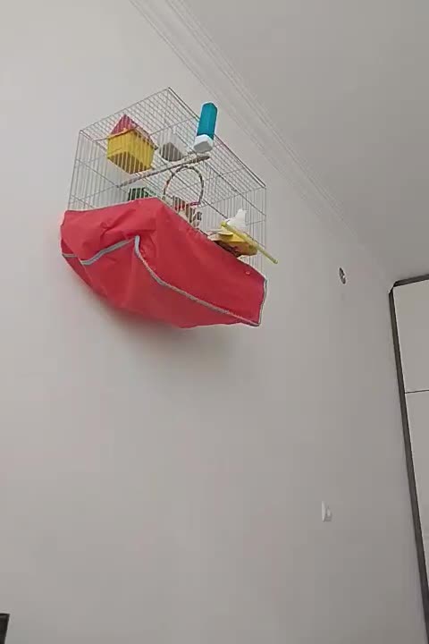 عروس هلندی سخنگو|پرنده|الیگودرز, |دیوار