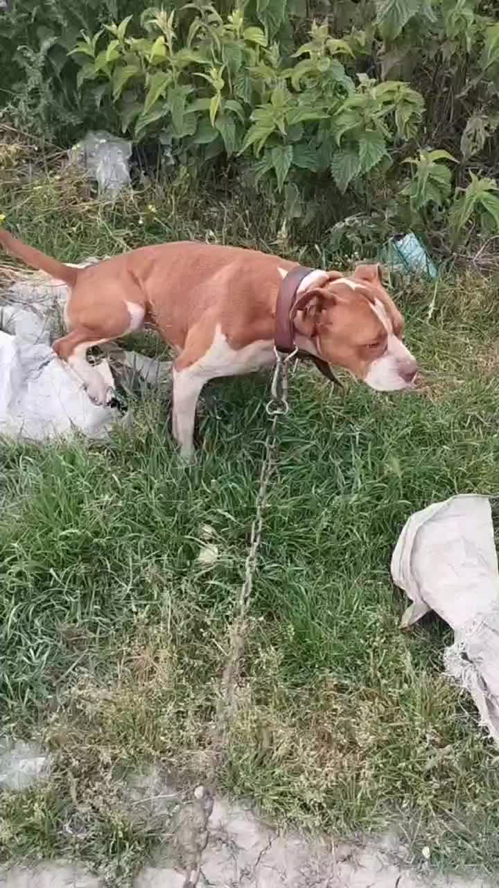 سگ پیتبول ماده|سگ|قائم‌شهر, |دیوار