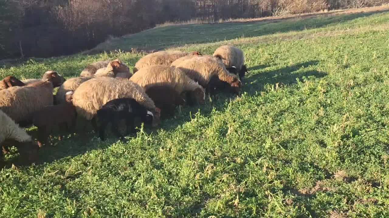 گوسفند بره دار مالچه|حیوانات مزرعه|سنندج, |دیوار