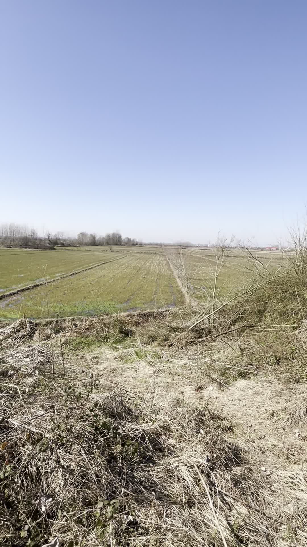 ۱۳۶۱ متر شالیزار در لاهیجان معاوضه با خودرو|فروش زمین و ملک کلنگی|لاهیجان, بازکیاگوراب|دیوار