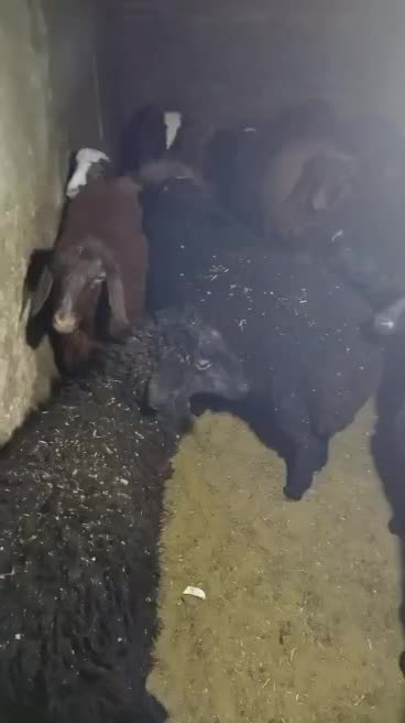 ۱۴ عدد بره نر و ماده|حیوانات مزرعه|پاکدشت, خاتون آباد|دیوار