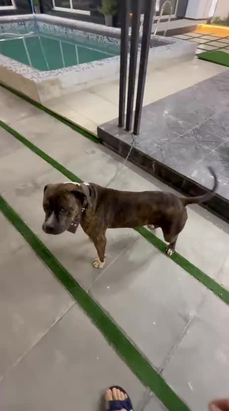 سگ نگهبان|سگ|ماهدشت, |دیوار