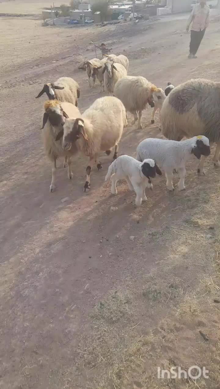 میش و بره|حیوانات مزرعه|کرمانشاه, |دیوار