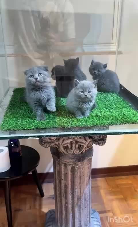 گربه دو ماهه اسکاتیش سالم با کارت سلامت|گربه|تهران, اختیاریه|دیوار