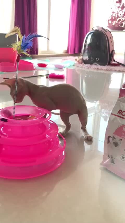 توله گربه اسفینکس (sphynx)|گربه|بابل, |دیوار