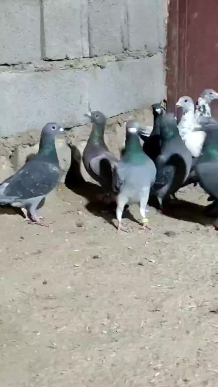 کفتر|پرنده|فسا, |دیوار