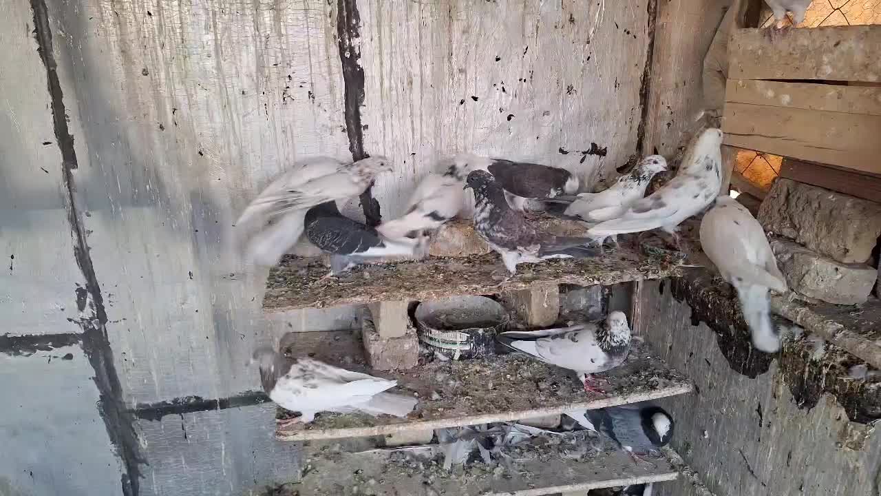 نزدیک ۴۰ تا کفتر پرشی یه جا ۸ تومن تخفیفم میدم|پرنده|نظرآباد, حسن آباد سالم|دیوار