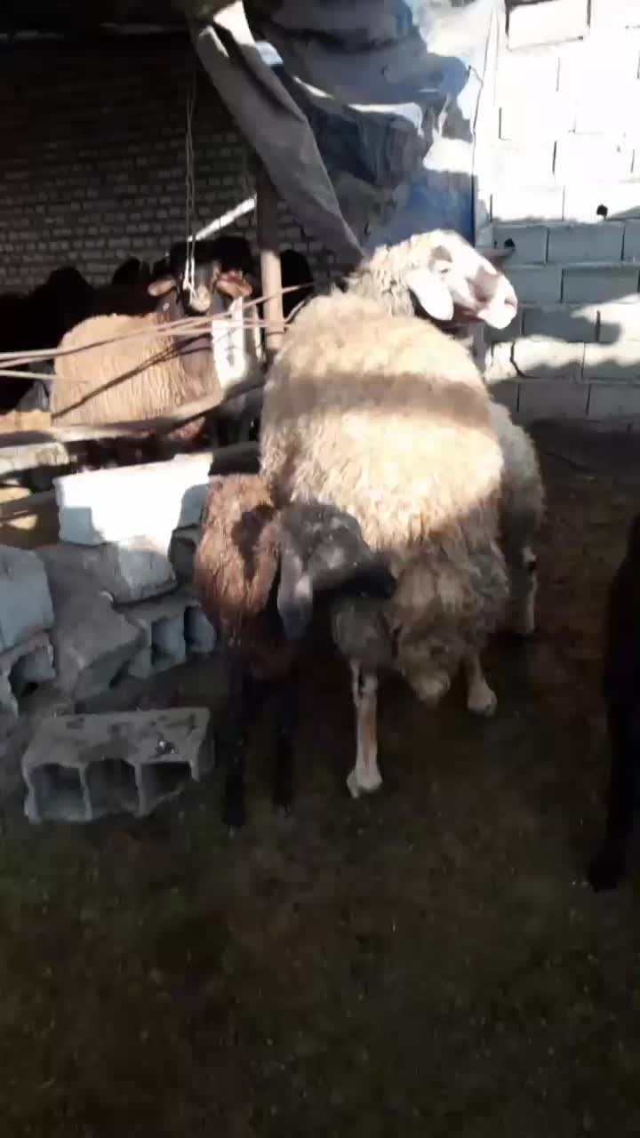 قوچ و بره قوچ|حیوانات مزرعه|بهشهر, |دیوار