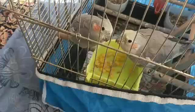 عروس هلندی|پرنده|فولادشهر, C5|دیوار