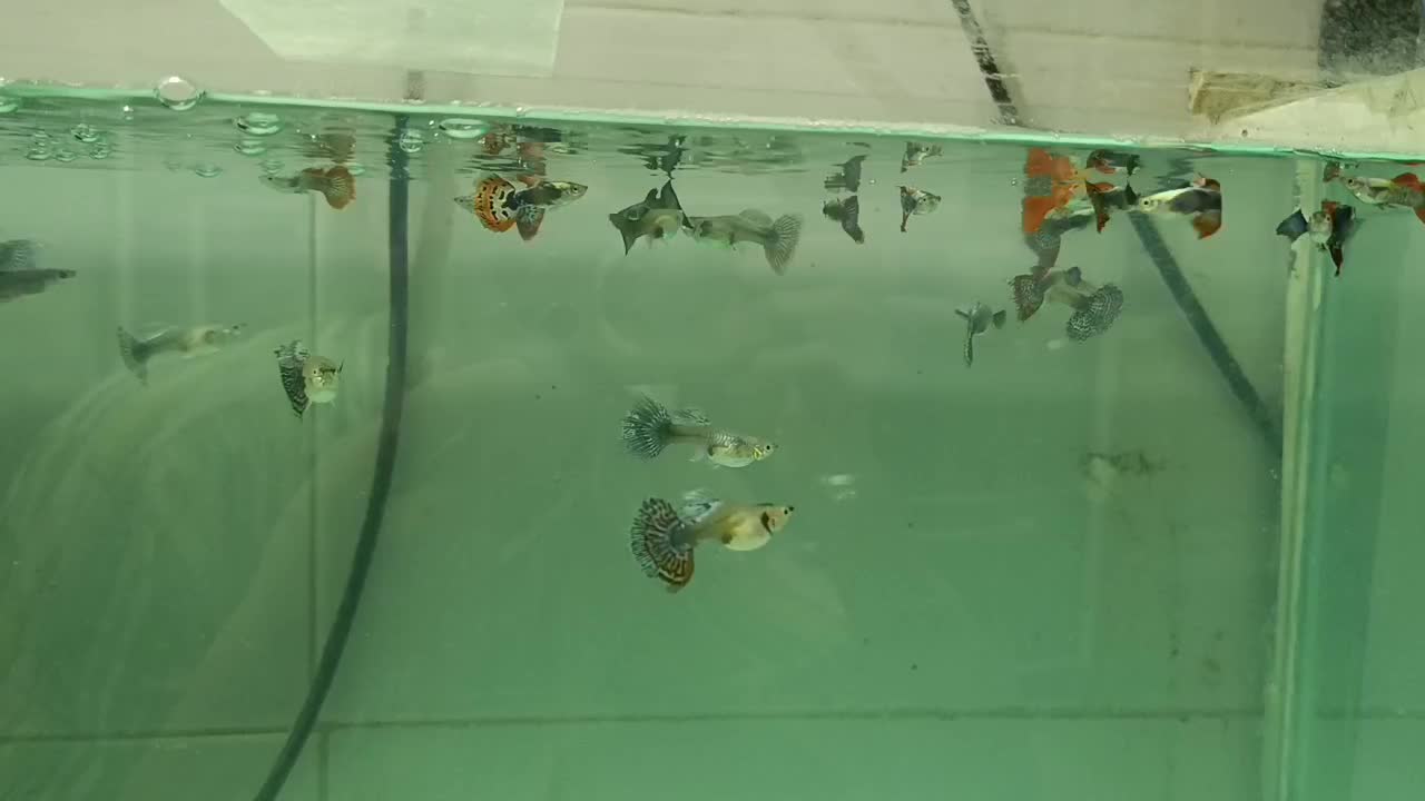 کپی بیگ ایر رد موزاییک|ماهی|بروجرد, |دیوار