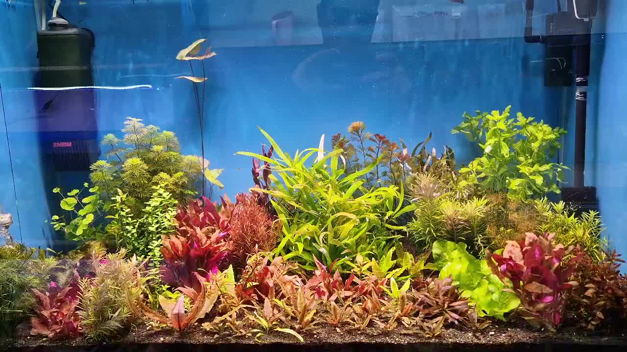 بار بزرگ ماهی آکواریوم از اندونزی رسید|ماهی|همدان, |دیوار