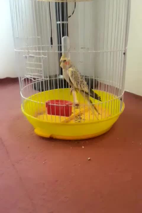 عروس هلندی|پرنده|ابهر, |دیوار