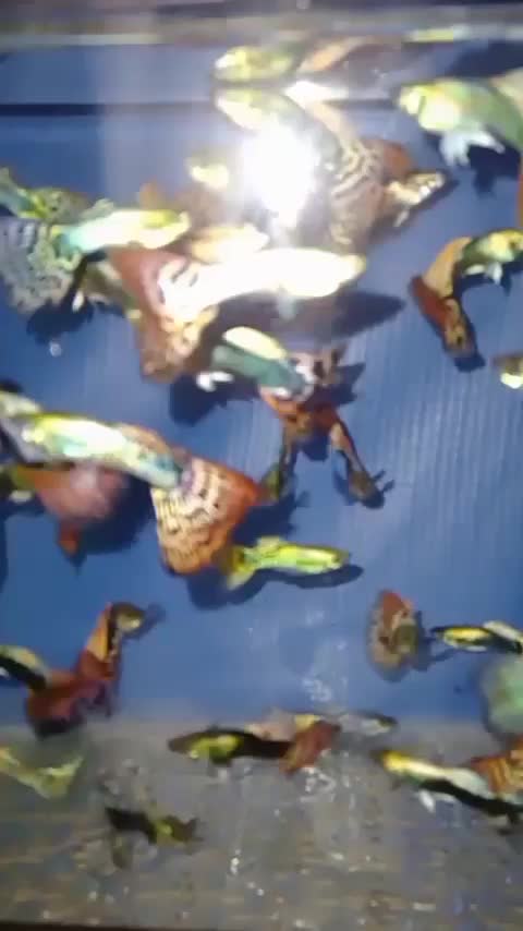 ماهی گوپی باکیفیت تیراژ|ماهی|مشهد, وکیلآباد|دیوار