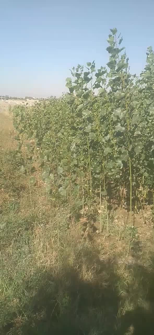 نهال صنوبر|خدمات باغبانی و درختکاری|میاندوآب, |دیوار