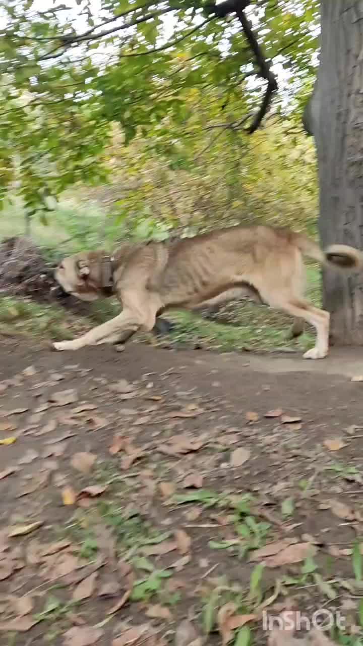 سک نر 17ماهه|سگ|هوراند, |دیوار