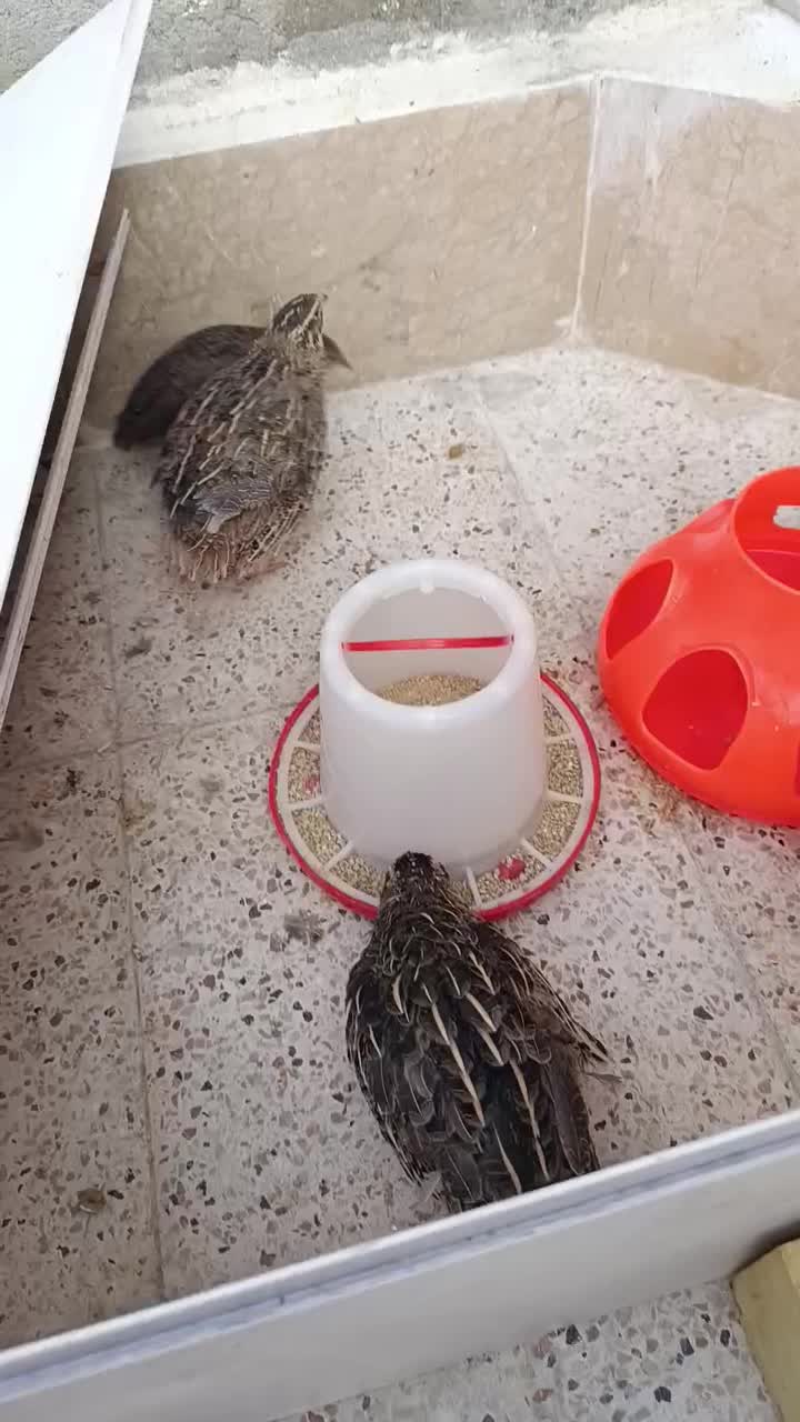 بلدرچین|حیوانات مزرعه|مشهد, رده|دیوار