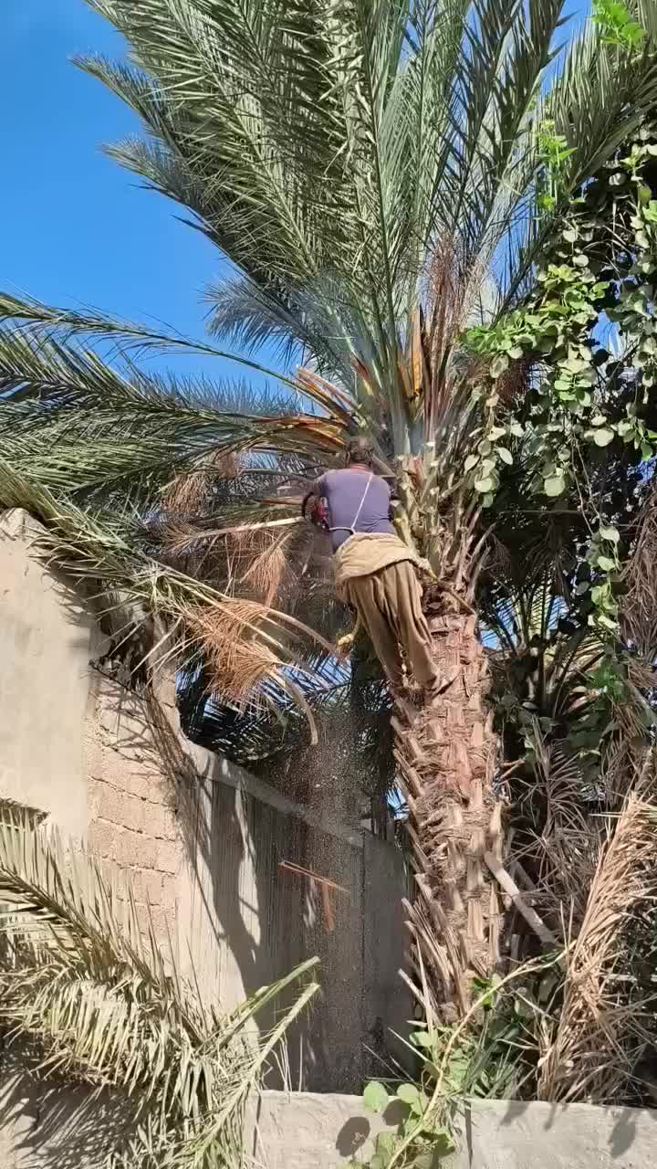 قطع برش نخل و درخت و دیمیت|خدمات باغبانی و درختکاری|بندر گناوه, |دیوار