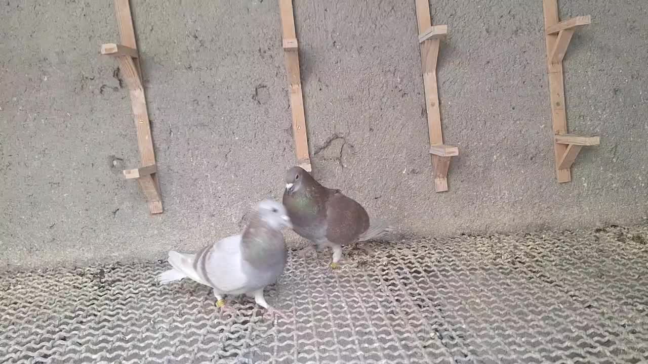 مسافتی پلاکی. ویگن|پرنده|مشهد, حسینآباد|دیوار