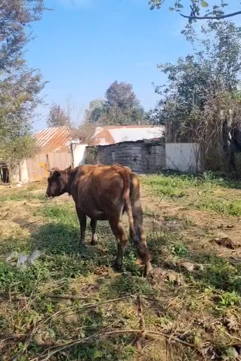 گاو ۵ماه نیم شکم دورگ سویسی|حیوانات مزرعه|احمدسرگوراب, |دیوار