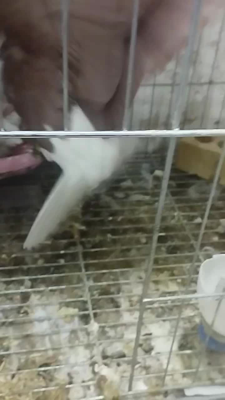 کفتر زینتی|پرنده|پاکدشت, پاکدشت (مامازند)|دیوار