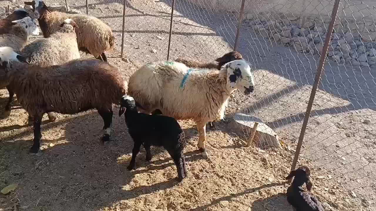 گوسفند داشتی|حیوانات مزرعه|فیروزآباد (لرستان), |دیوار