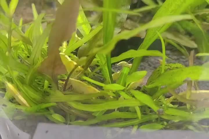 شریمپ درشت سایز شارژ گردد|ماهی|مشهد, فاطمیه|دیوار