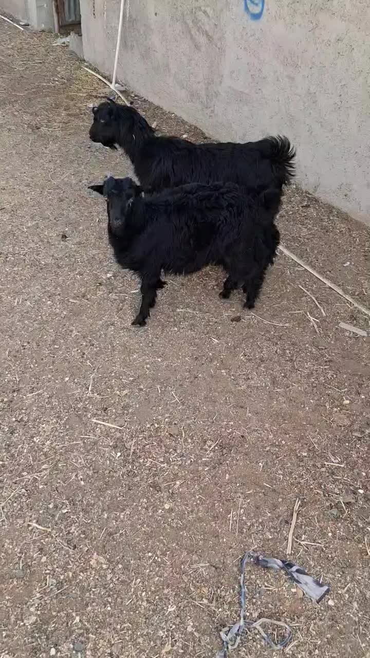 بزغاله نرو ماده|حیوانات مزرعه|پاکدشت, پاکدشت (مامازند)|دیوار