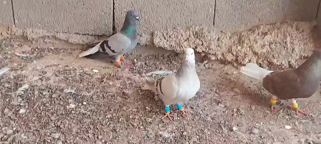 کبوتر|پرنده|بوشهر, |دیوار