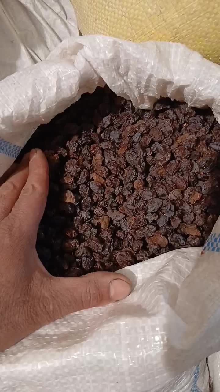 مویز بش دشمن زیاری|خوردنی و آشامیدنی|شیراز, فرگاز|دیوار