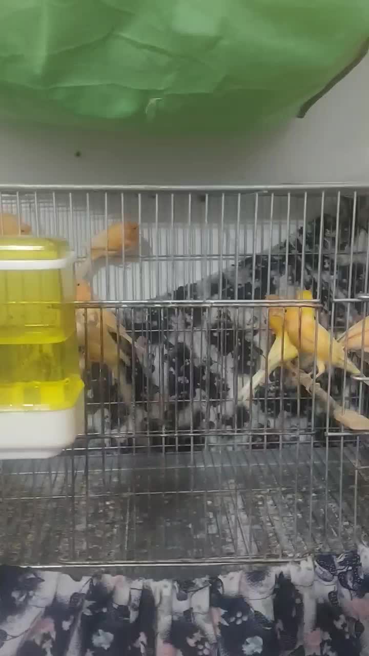 ۱۵ عدد قناری نرو ماده|پرنده|بروجرد, |دیوار