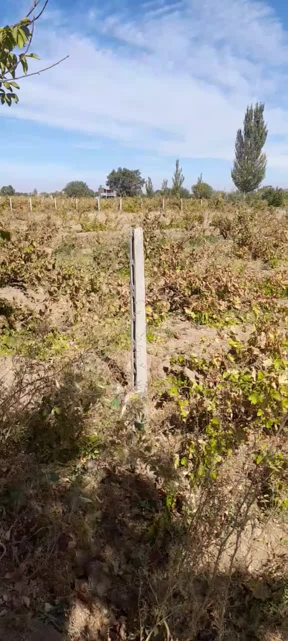 باغ انگور سهم آب از چاه قانونی|فروش دفتر صنعتی، کشاورزی، تجاری|تاکستان, |دیوار