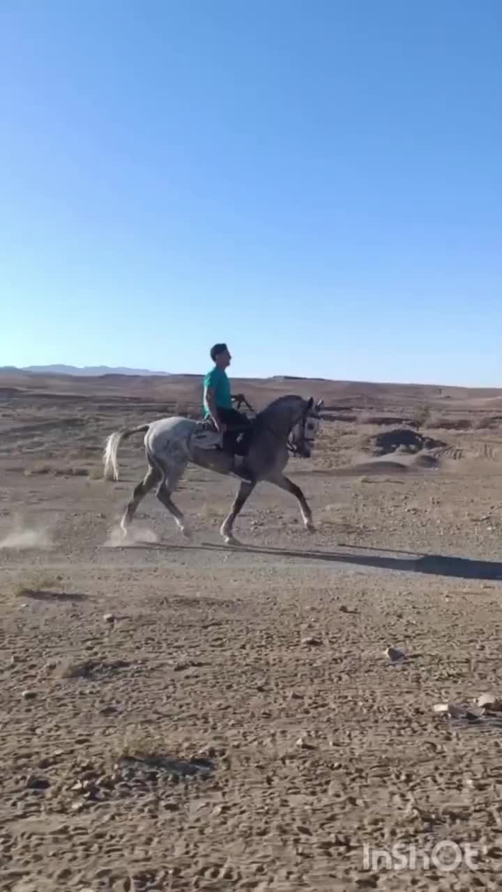 معامله|اسب و تجهیزات اسب‌سواری|مشهد, محمدآباد|دیوار