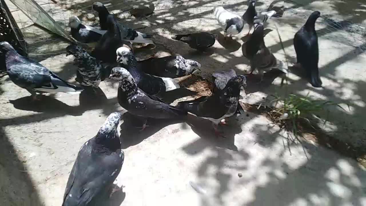کفتر|پرنده|کرج, گلستان|دیوار