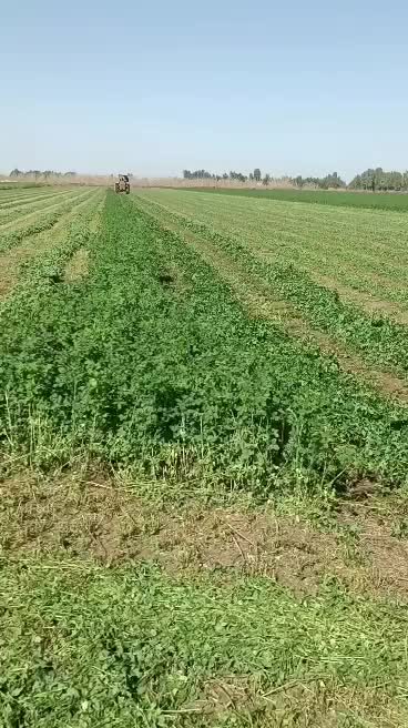 یونجه خشک|لوازم جانبی حیوانات|اهواز, سیاحی(سه راه خرمشهر)|دیوار