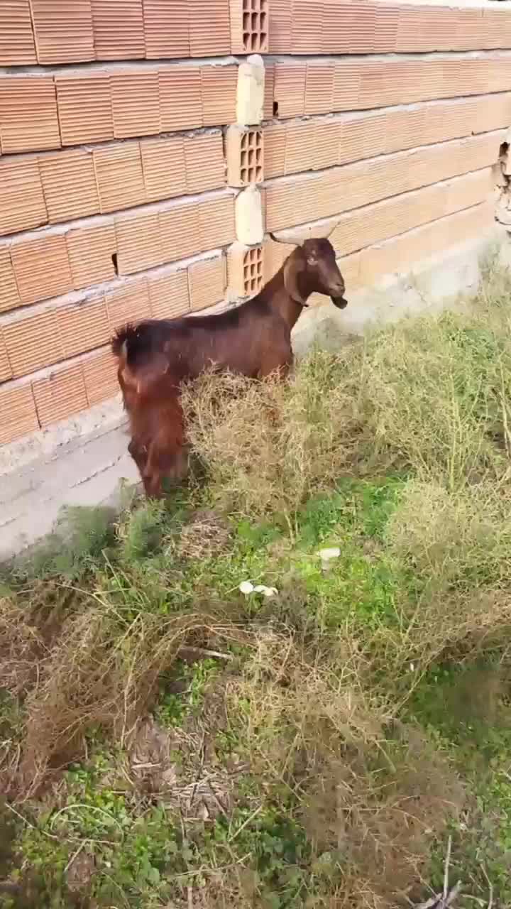 بز ۲ ماه آبستن شکم اول سونو شده سالم سرحال|حیوانات مزرعه|سیمین شهر, |دیوار