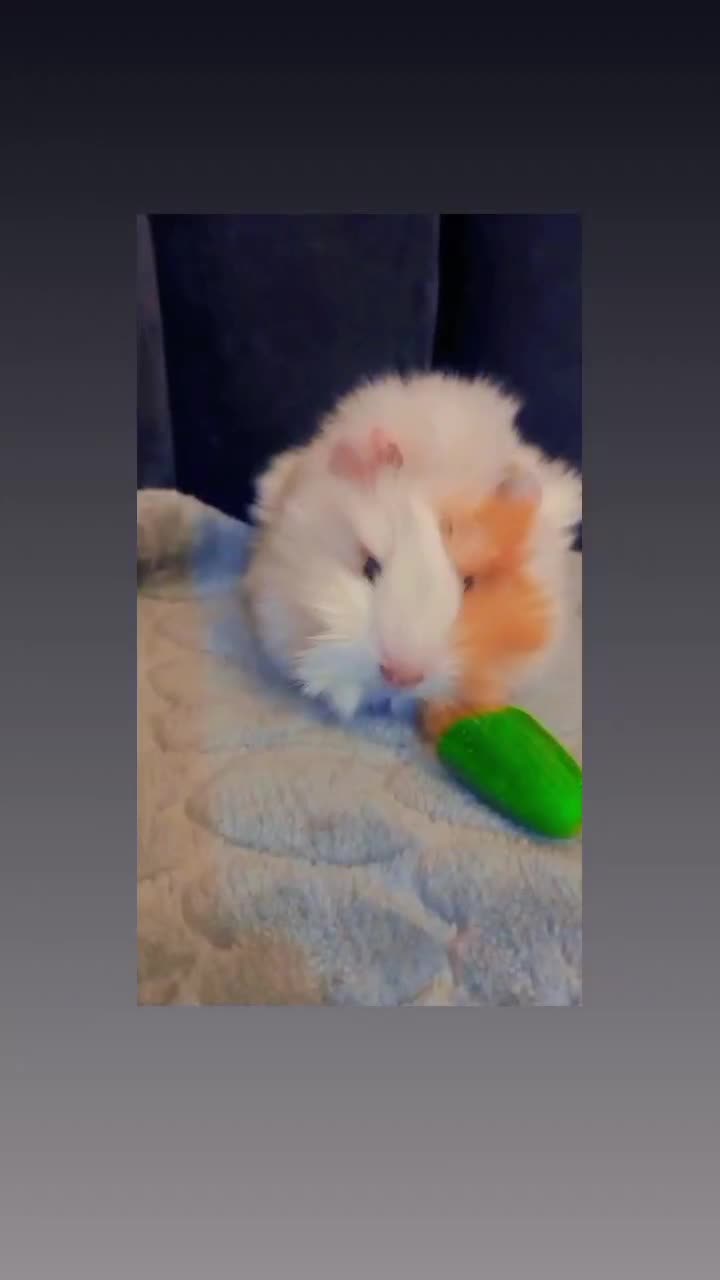 یک عدد خوکچه هندی ماده|موش و خرگوش|رباطکریم, رباطکریم|دیوار