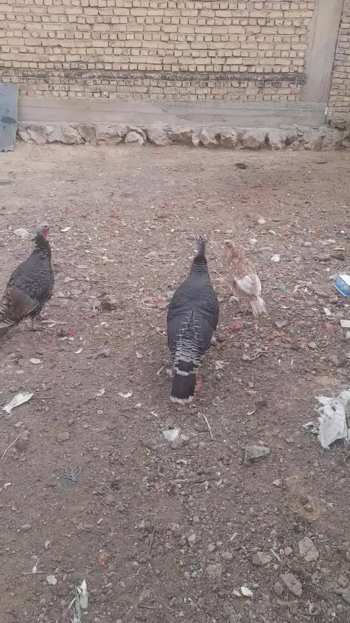 بوقلمون|حیوانات مزرعه|شهرکرد, |دیوار