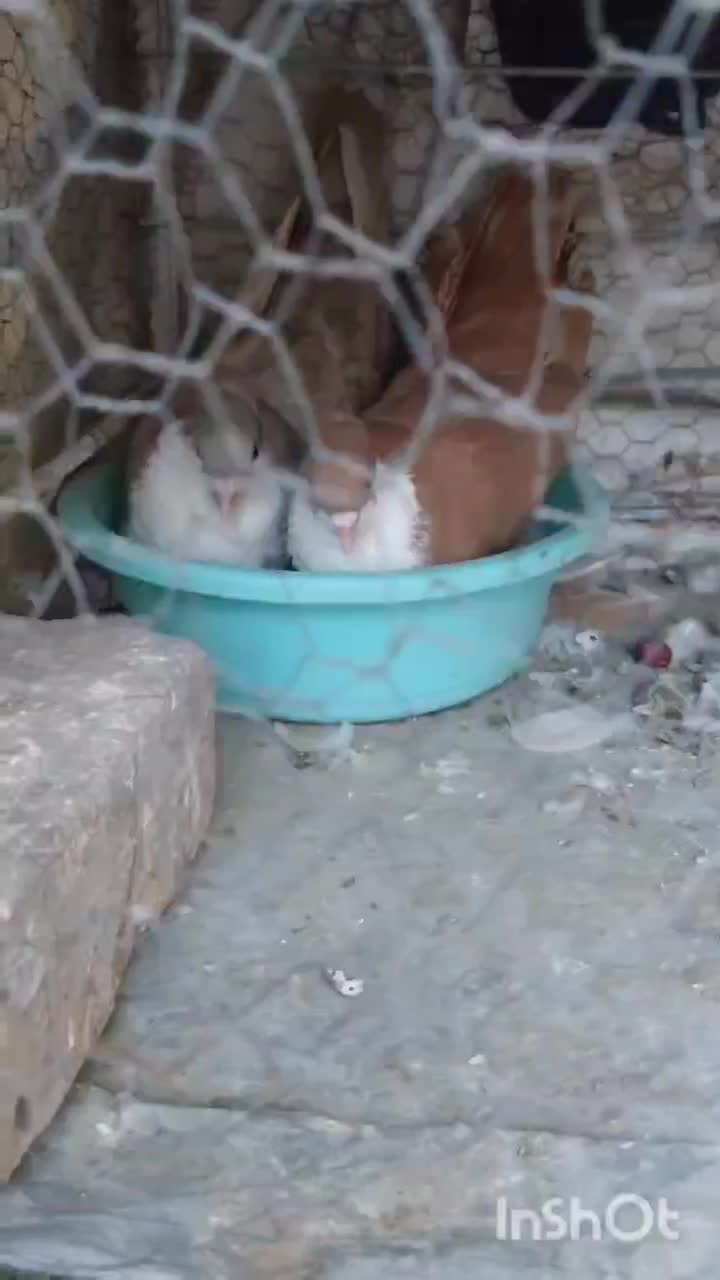 جفت کفتر ریش کاکلی زرد و شکلاتی و لمویی و سیاه|پرنده|بیرجند, |دیوار