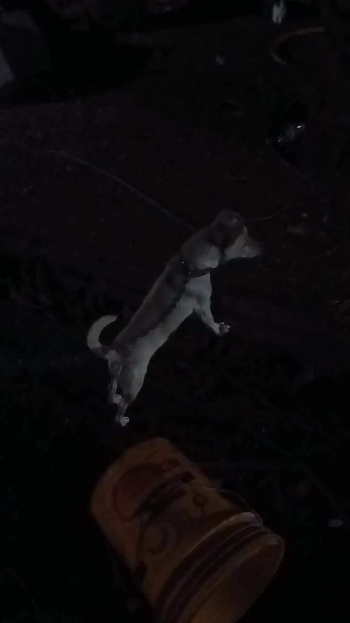 باسلام خسته نباشی|سگ|بم, |دیوار