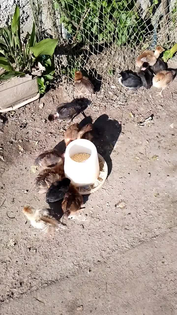 جوجه (محلی و گردن لختی) سالم و سرحال|حیوانات مزرعه|لنگرود, |دیوار