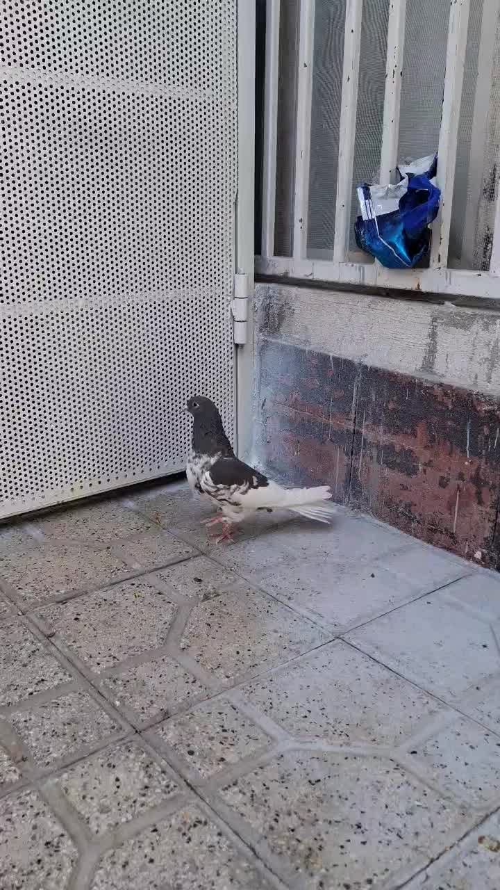 کفتر شهری ماده راست قهوه ای گلدار|پرنده|شیراز, شیخ علی چوپان|دیوار