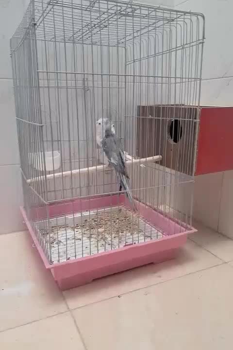 یک جفت عروس البینو با قفس و تمام لوازمش ۲۷۰۰۰۰۰|پرنده|اردکان, |دیوار