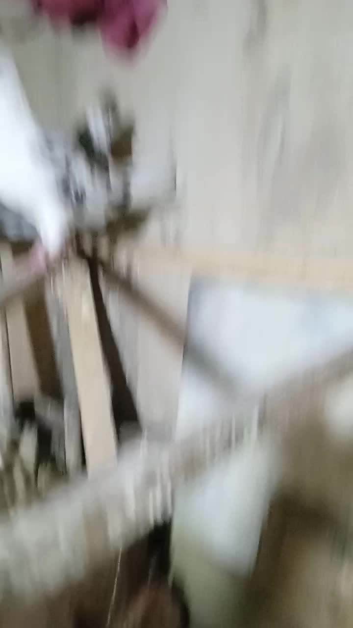 7 عدد کفتر|پرنده|تهران, شهرک ولیعصر جنوبی|دیوار