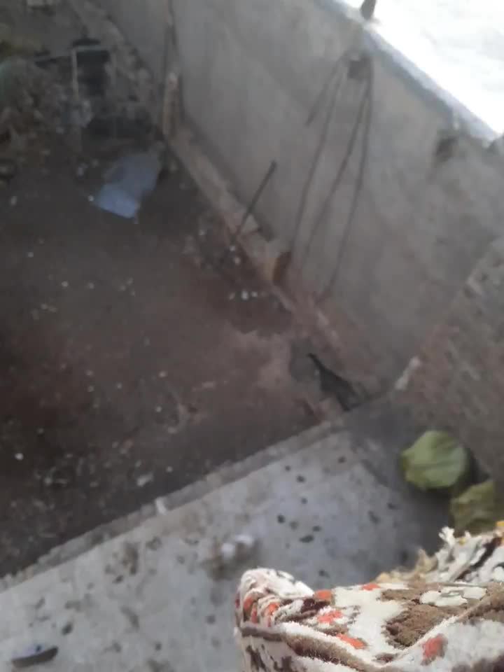 سگ گمشده|حیوانات|سبزوار, شهرک صنعتی فرودگاه|دیوار